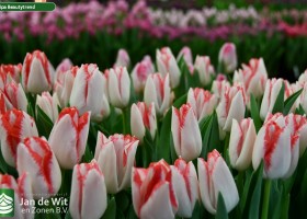 Tulipa Beautytrend ® (3)